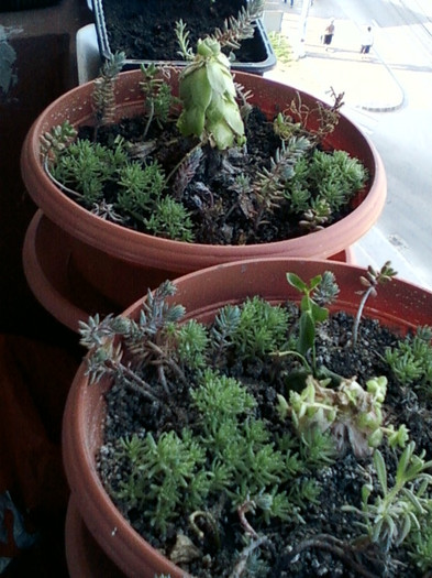5 mai 2012-flori 010 - mai 2012