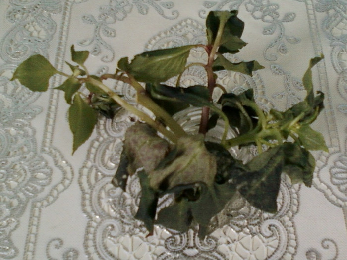 mairy-lastari de flori