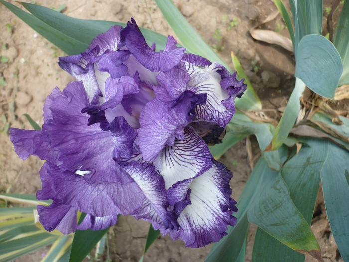 P1130122 - GRADINA 2012