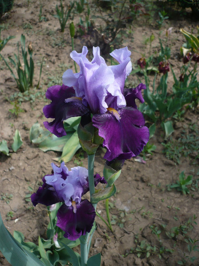 Bleu Bird Whine - GRADINA 2012