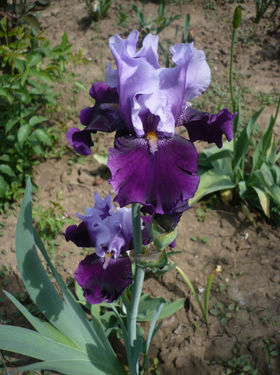 P1130125 - GRADINA 2012