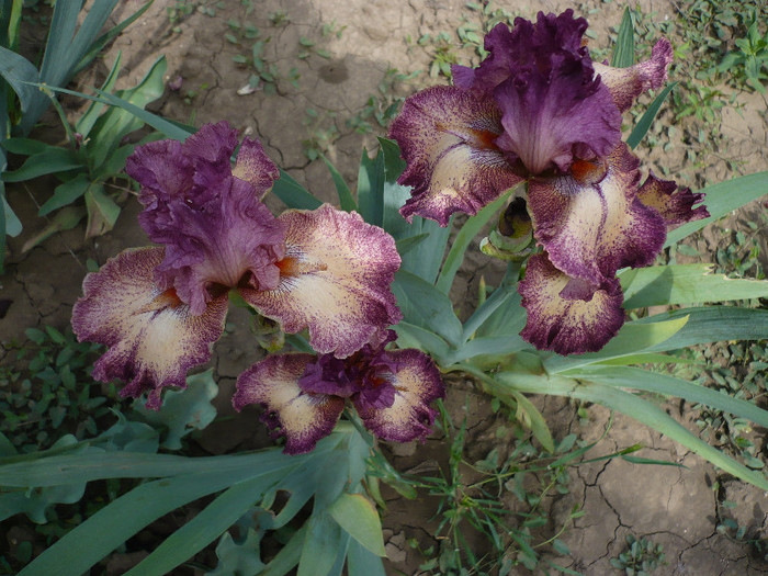 P1130127 - GRADINA 2012