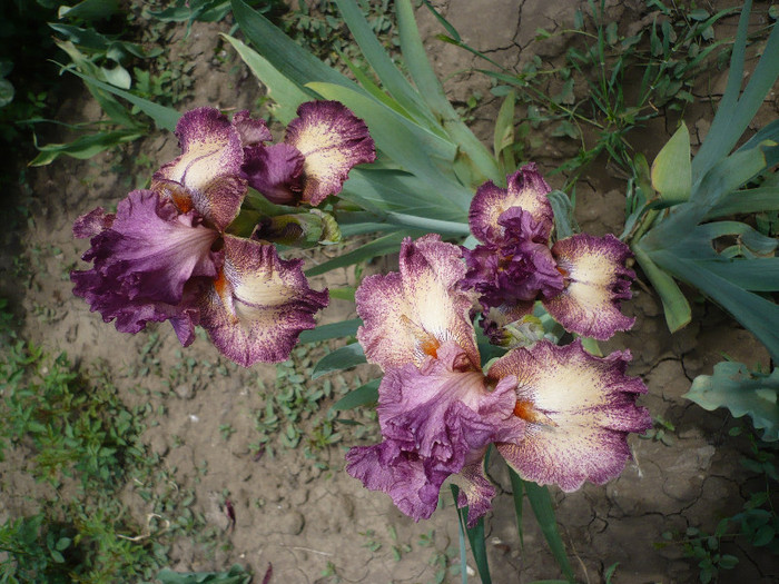 P1130128 - GRADINA 2012