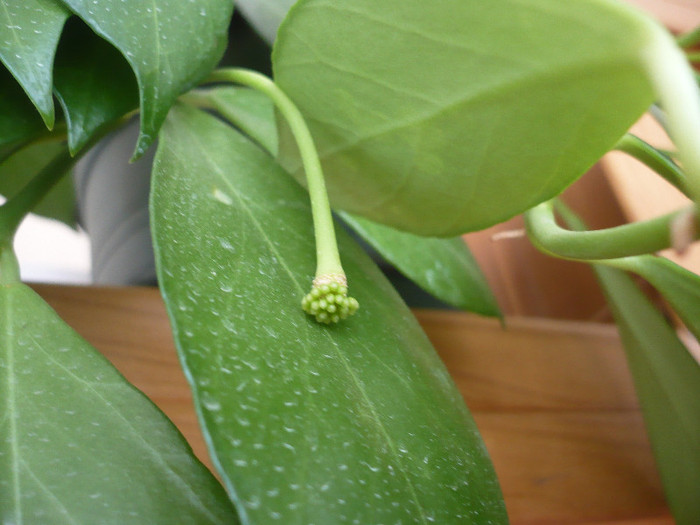 05.05.2012 - zzz-Obscura Green stem -longipedunculata-pierdut