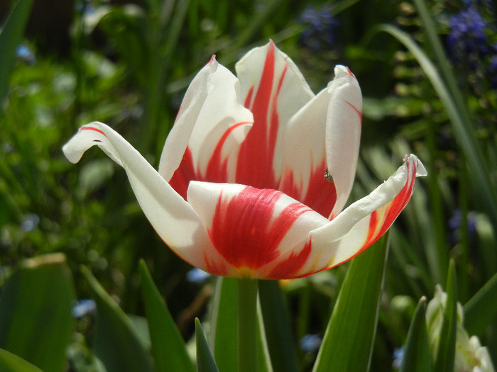 Tulipa Ice Follies (2012, April 28)