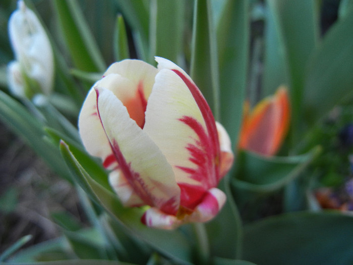 Tulipa Ice Follies (2012, April 28) - Tulipa Ice Follies