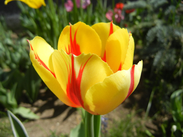 Tulipa La Courtine (2012, April 25) - Tulipa La Courtine