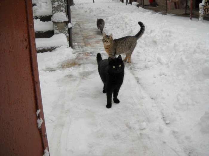 Sheba- Fifi - Thomas - Catei si pisici maidaneze