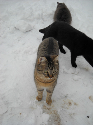 Sheba Fifi Thomas 2 - Catei si pisici maidaneze