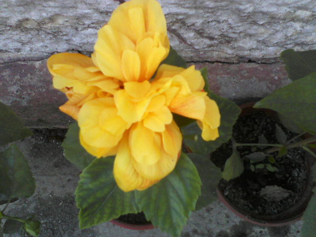 P05-05-12_13.26 - hibiscus