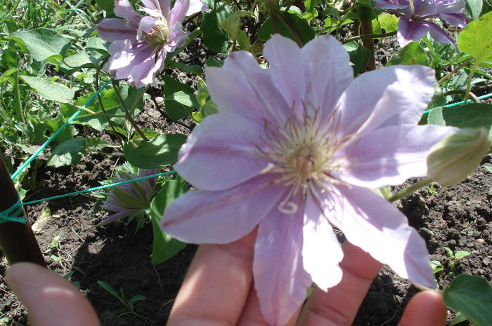 Bee's jubilee - Clematite