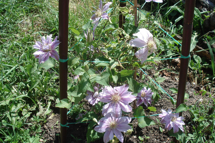 Bee's jubilee - Clematite