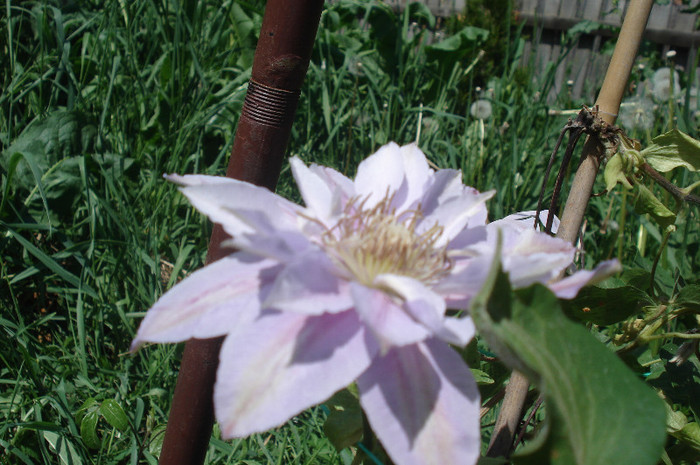 Bee's jubilee - Clematite