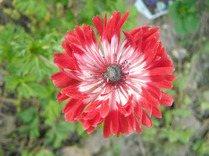 anemona - Flori de primavara