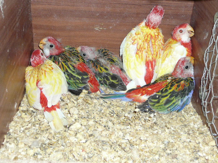  - Pui Papagali Rosella 2012