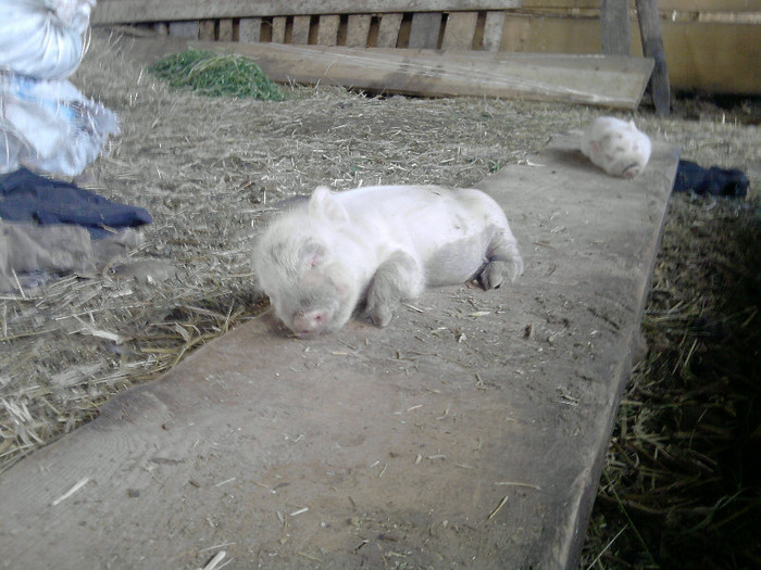 :))):)) ..mai trb facut focu sub ei si era gata !:))