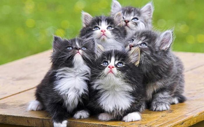 buchet-de-pisici-poze-pisici-mici