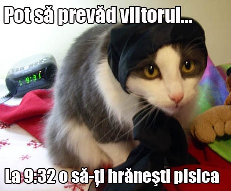 poze-amuzante-poza-amuzanta-pisica-ghiceste-in-stele-viitorul