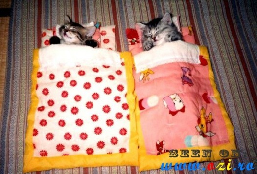 pisici-in-pat-dormind-haios-525x357 - Pisici