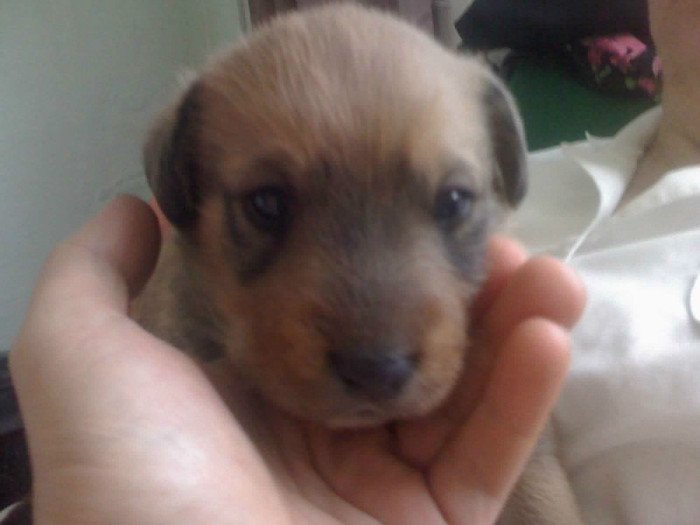 07-10-11 Frodo 8 - Catei si pisici maidaneze