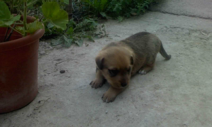 07-10-11 Frodo2 - Catei si pisici maidaneze