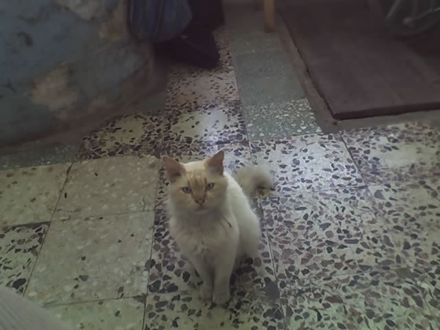 Jimy - Catei si pisici maidaneze