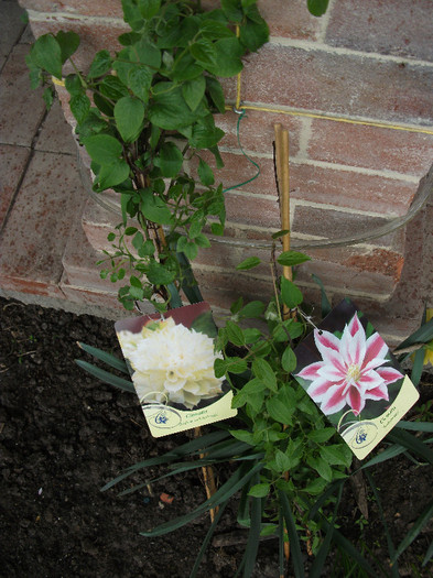 Clematis Andromeda si Isago - CLEMATIS 2012