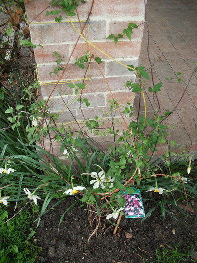 Clematis Comtese de Bouchaud