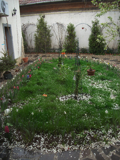 DSCF1284 - CLEMATIS 2012