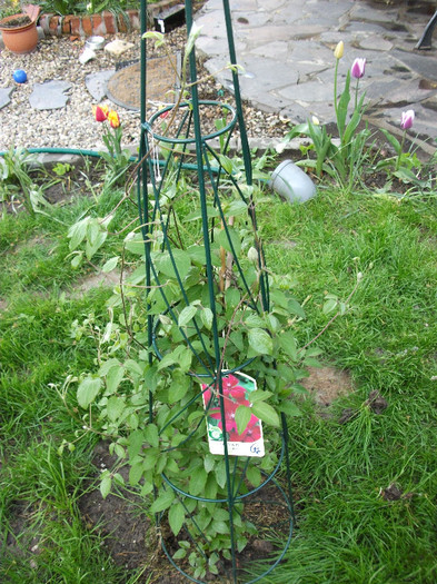 Clematis Westerplatte - CLEMATIS 2012