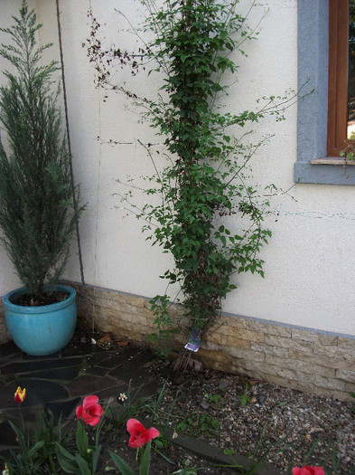 Clematis Polish spirit