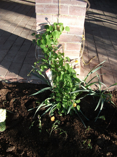 Clematis Duches of Ediburgh