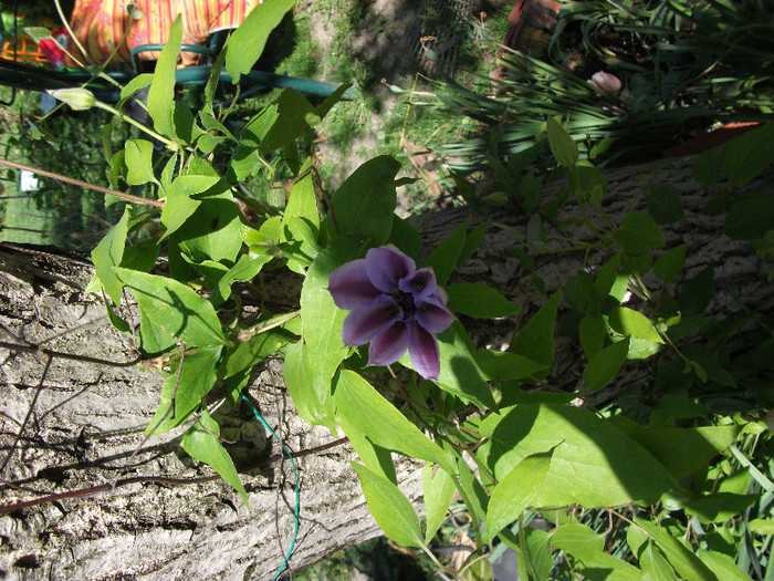 Clematis Girenas