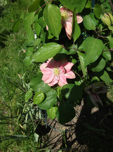 Clematis Little Mermaid; primele flori
