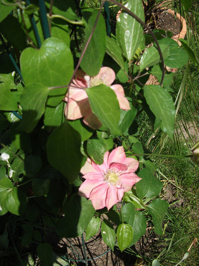 clematis Little mermaid