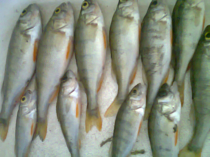 bibani vargati - pescuit 2012