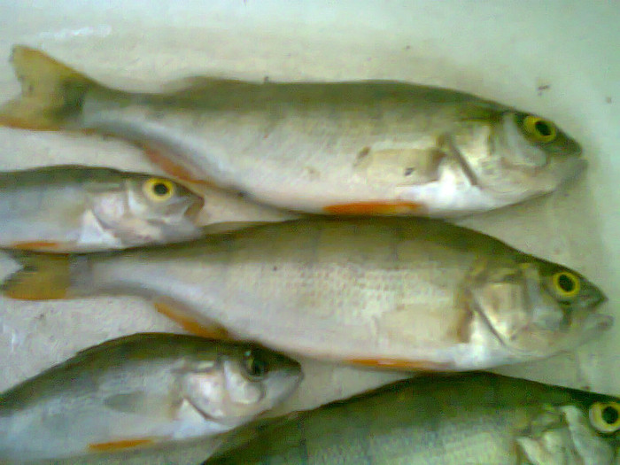 biban vargat - pescuit 2012
