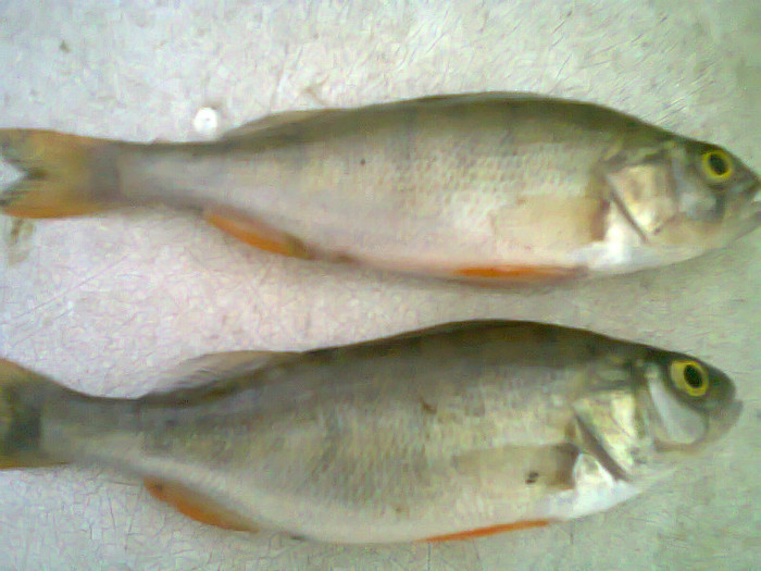 biban vargat1 - pescuit 2012