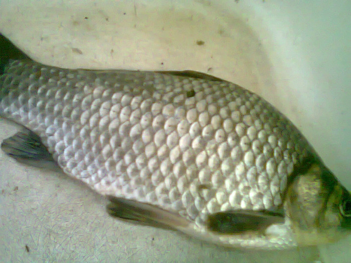 caras1 - pescuit 2012