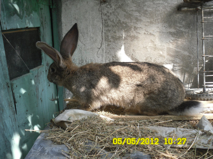 Femela de 3,5 luni de la D-nul DANCIU