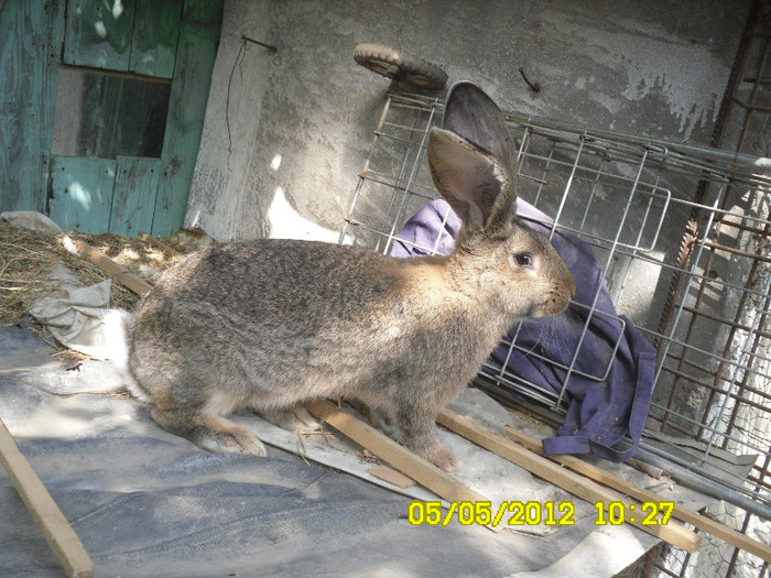 Femela de la D-nul DANCIU