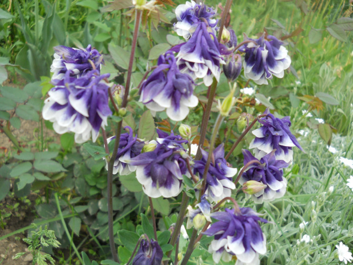 De la Clematita