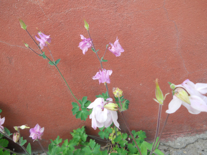 DSCN2501