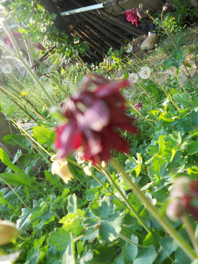DSCN2506