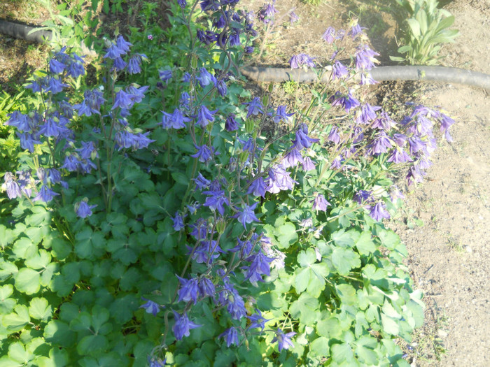 DSCN2516