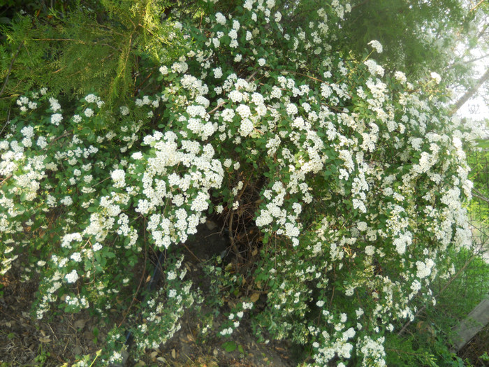 DSCN2520