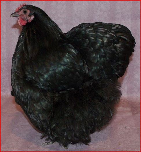 Black Pullet 1st at Scot Nats - Orpington