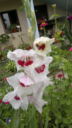 dede 093 - gladiole 2011