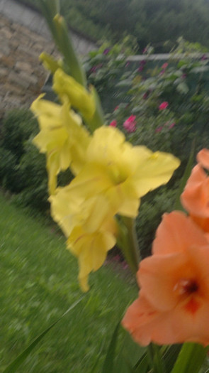 dede 157 - gladiole 2011