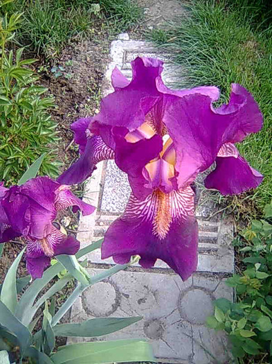 Imagine004 - flori 2012